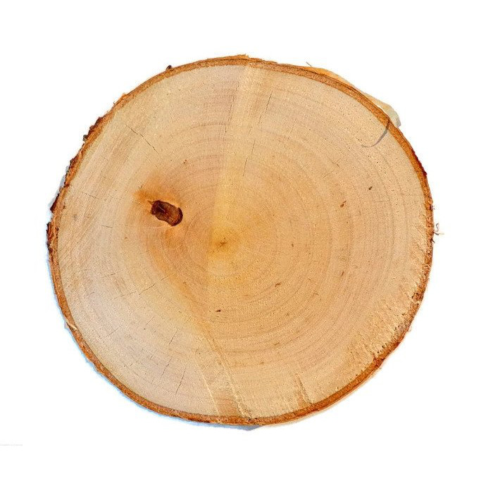 Holzscheibe Birke geschliffen 3-5cm 2cm megamix.sk