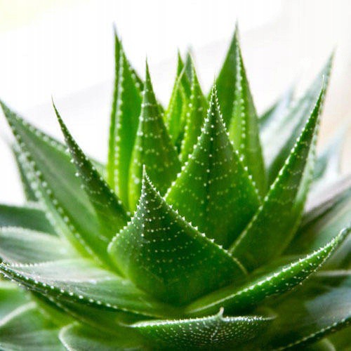 orthopädisches Kissen thermoplastisch ALOES 40x60cm antiallergisch weiß megamix.sk