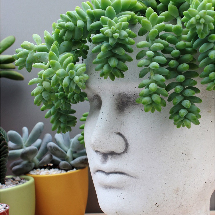 Sedum Buritto hängende Zöpfe Setzling im Blumentopf Sukkulente megamix.sk