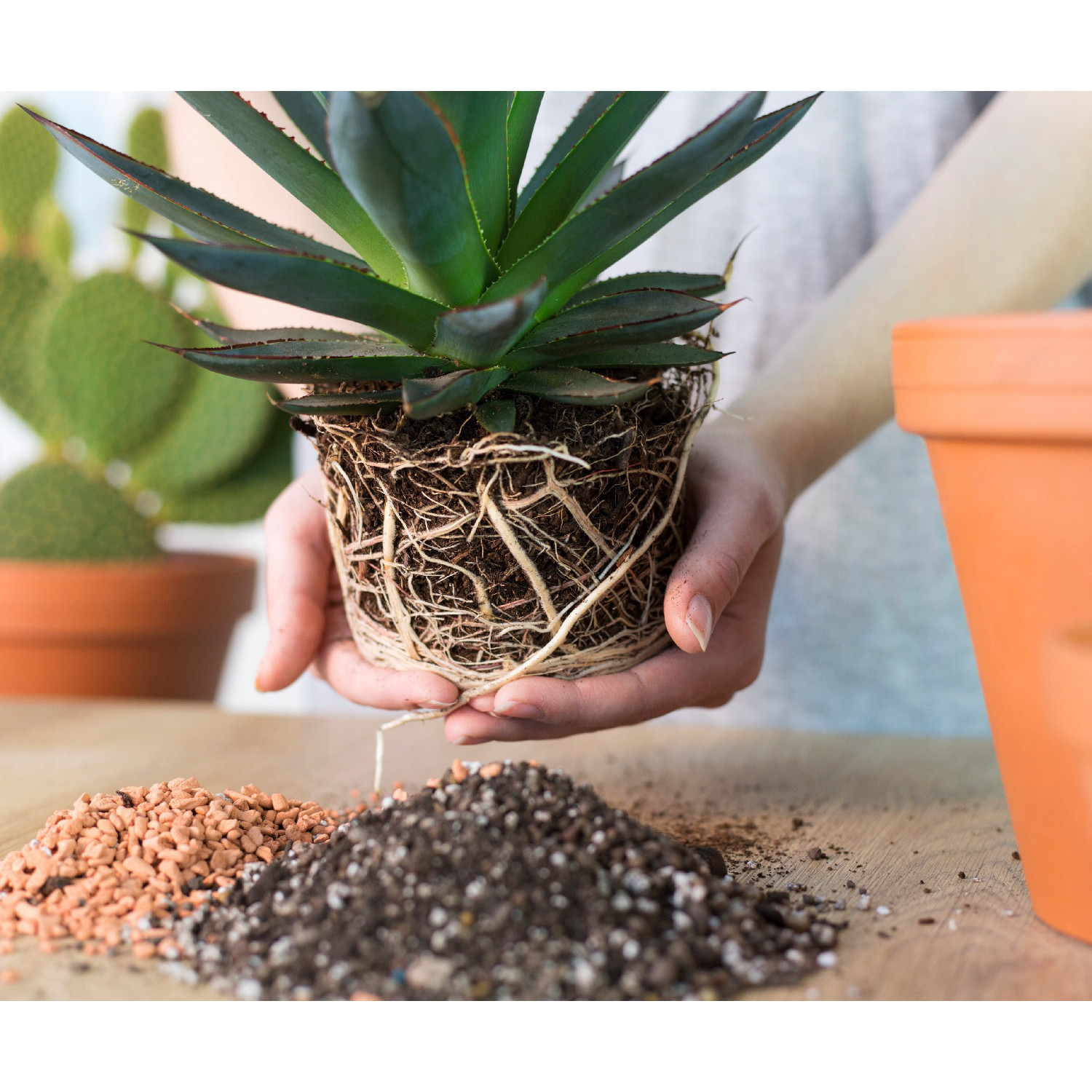 Sedum Buritto hängende Zöpfe Setzling im Blumentopf Sukkulente megamix.sk