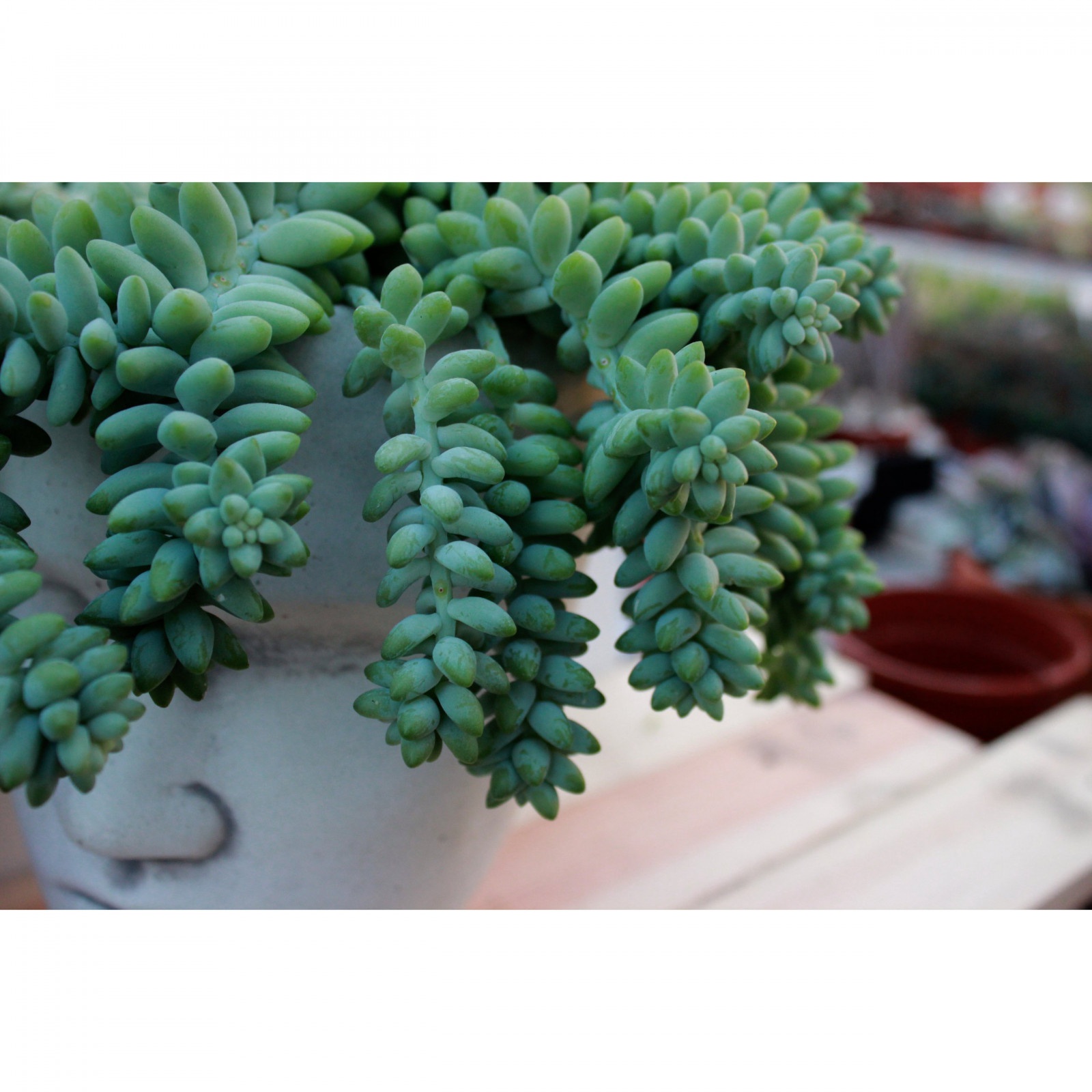 Sedum Buritto hängende Zöpfe Setzling im Blumentopf Sukkulente megamix.sk