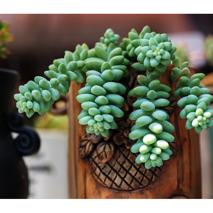 Sedum Buritto hängende Zöpfe Setzling im Blumentopf Sukkulente megamix.sk