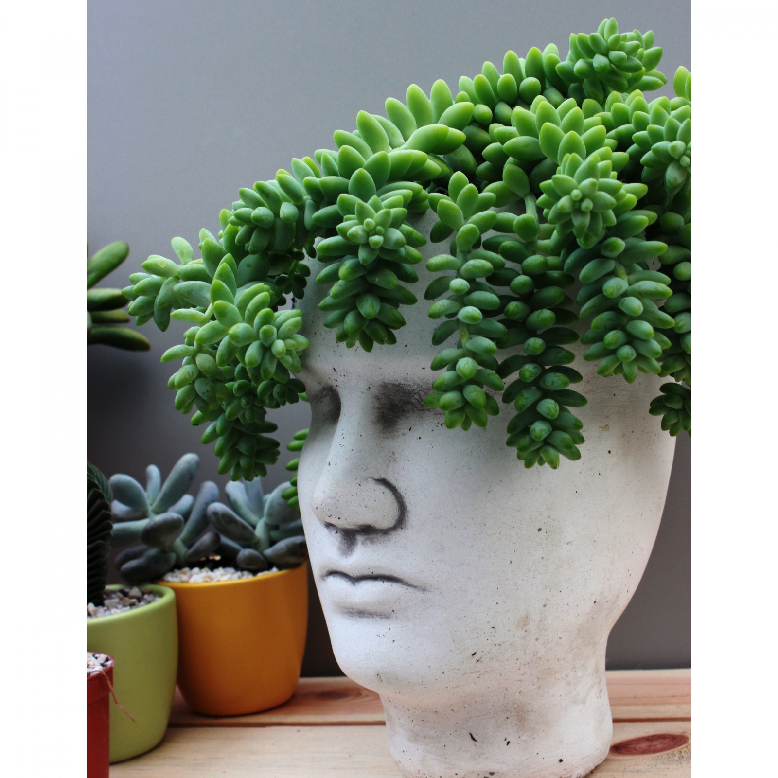 Sedum Buritto hängende Zöpfe Setzling im Blumentopf Sukkulente megamix.sk