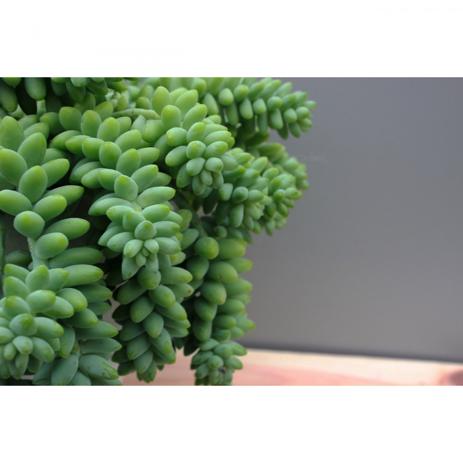 Sedum Buritto hängende Zöpfe Setzling im Blumentopf Sukkulente megamix.sk
