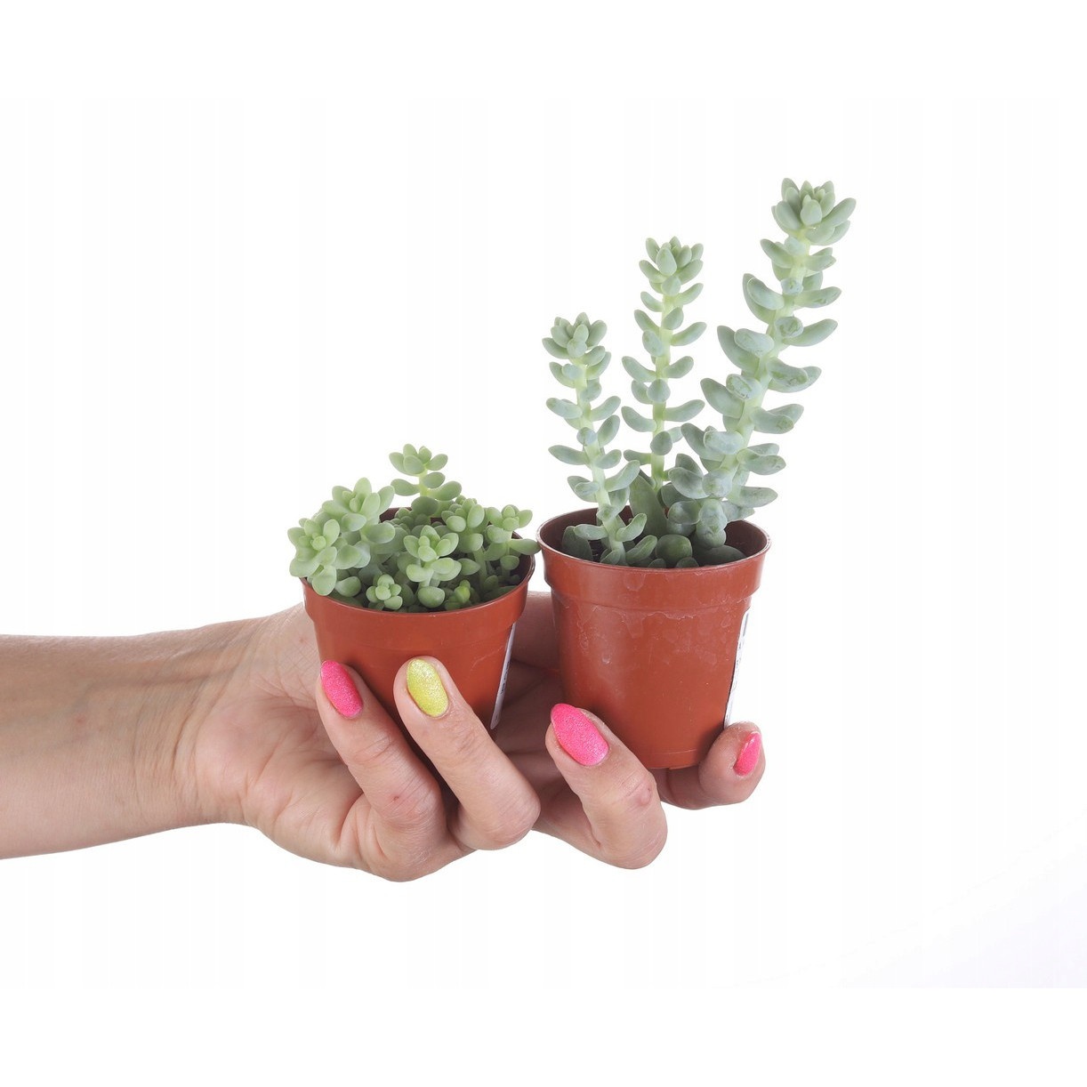 Sedum Buritto hängende Zöpfe Setzling im Blumentopf Sukkulente megamix.sk