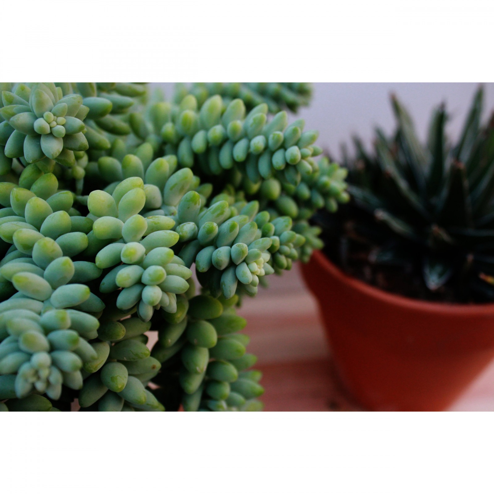 Sedum Buritto hängende Zöpfe Setzling im Blumentopf Sukkulente megamix.sk