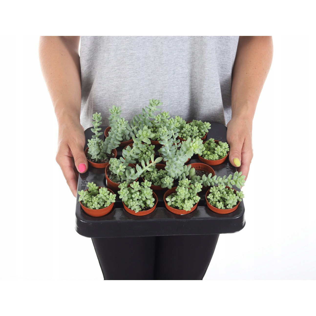 Sedum Buritto hängende Zöpfe Setzling im Blumentopf Sukkulente megamix.sk